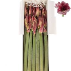 Amaryllis Krt.weiss/pink Maestro x 10