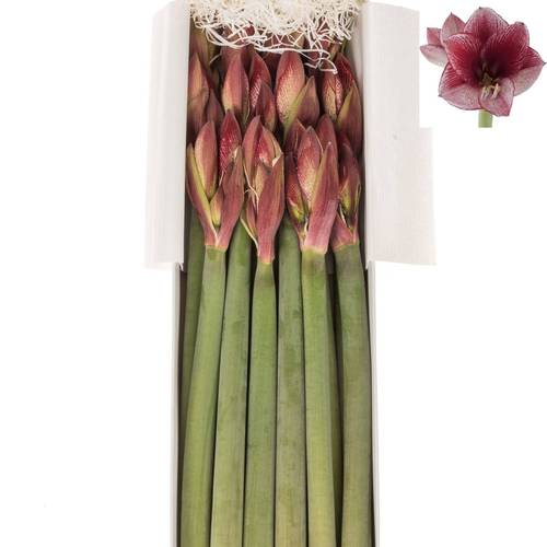 Amaryllis Krt.weiss/pink Maestro x 10