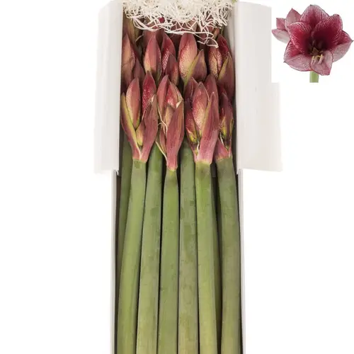 Amaryllis Krt.weiss/pink Maestro x 10