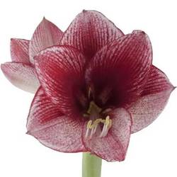 Amaryllis Krt.weiss/pink Maestro x 10