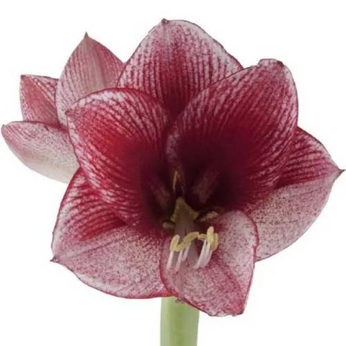 Amaryllis Krt.weiss/pink Maestro x 10