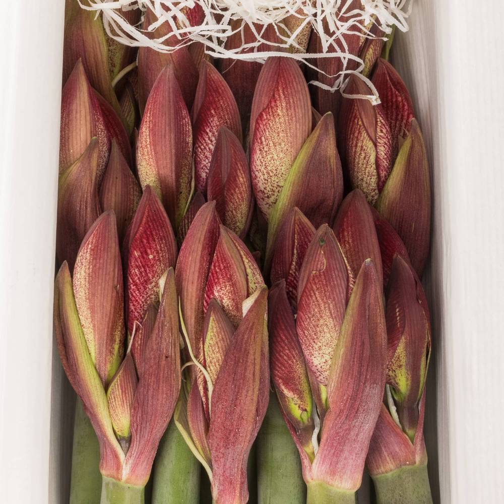 Amaryllis Krt.weiss/pink Maestro x 10