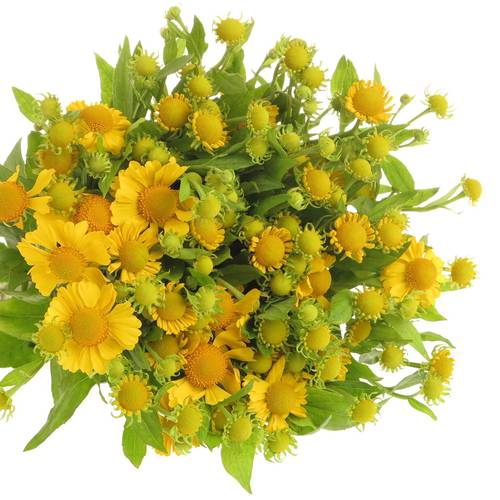Helenium gelb tweety 60cm