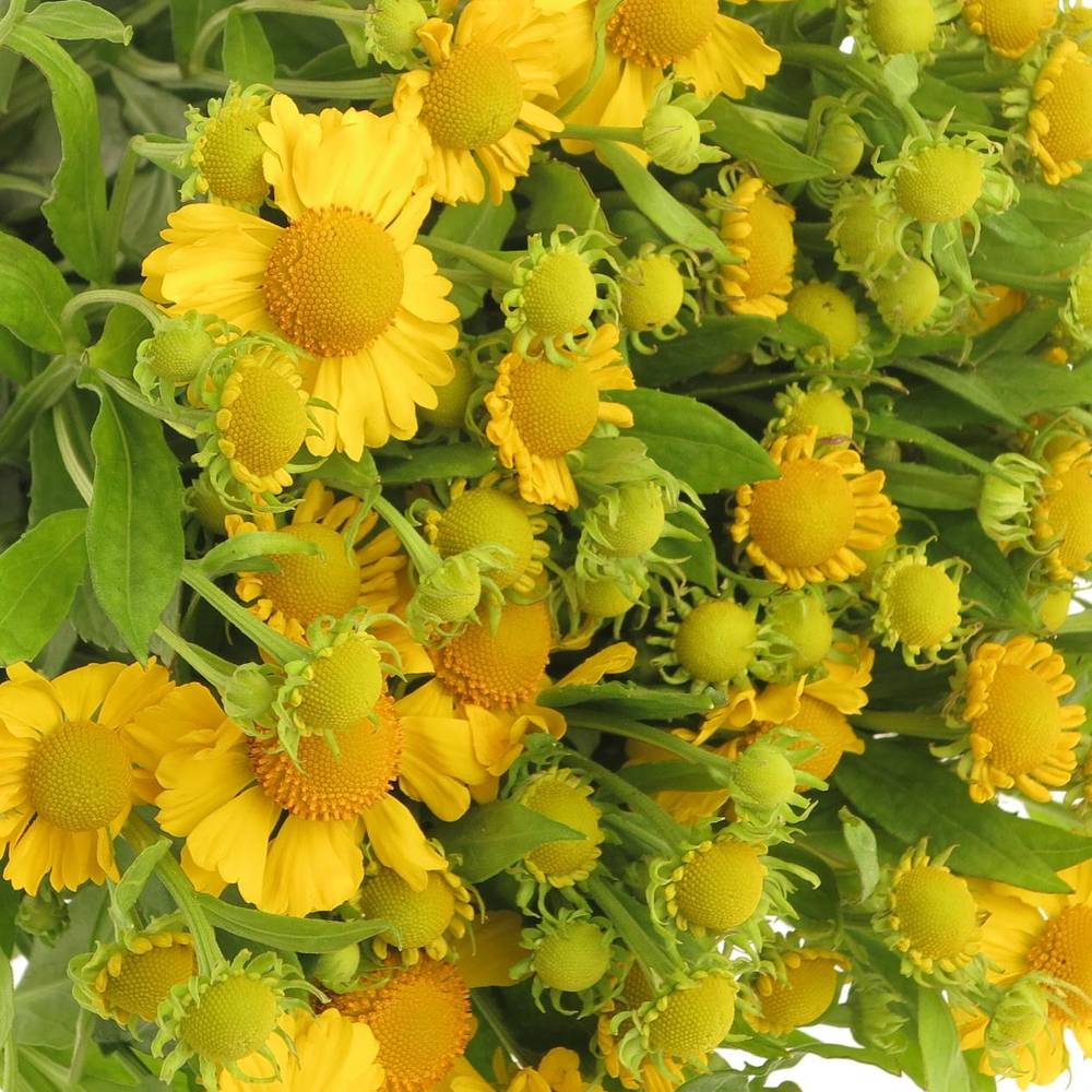 Helenium gelb tweety 60cm