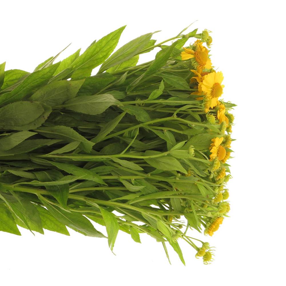 Helenium gelb tweety 60cm