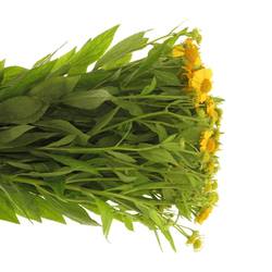 Helenium gelb tweety 60cm