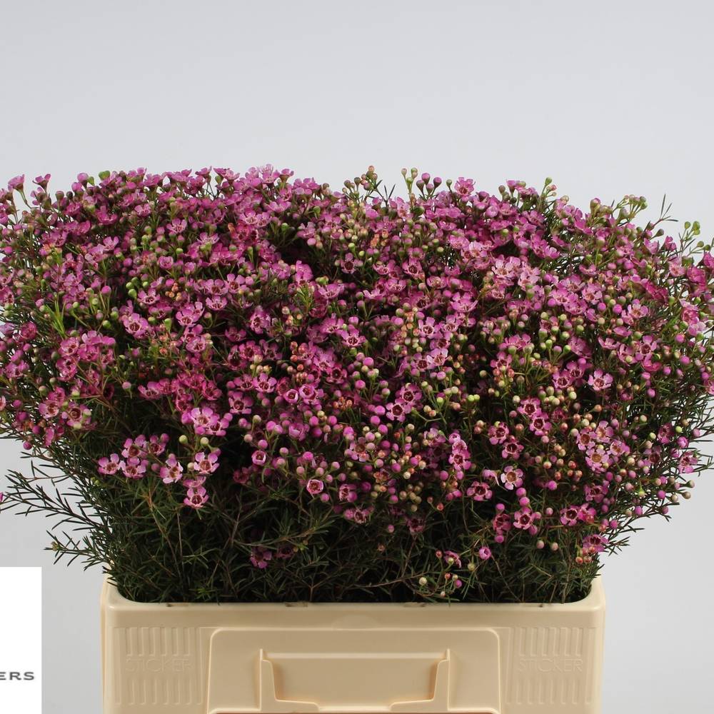 Wachsflower rosa Jupiter 25 Gramm 60cm