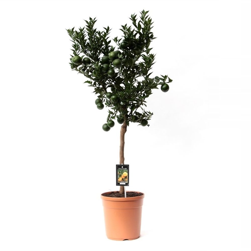 Zitrus Mandarin T22 H85