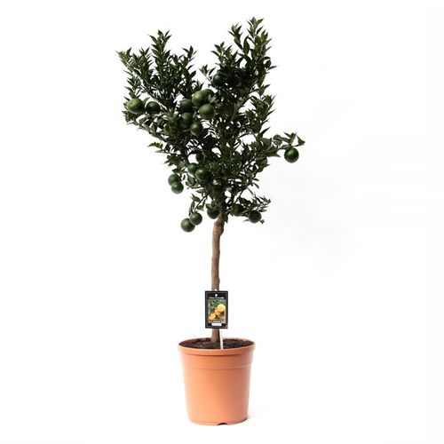 Zitrus Mandarin T22 H85