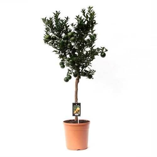 Zitrus Mandarin T22 H85