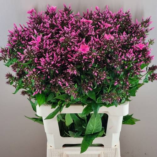 Phlox dunkel rosa Windsor 60cm
