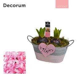 Hyazinthe.Arr HL11704PP T15 H016