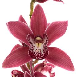 Mini Cymbidium rosa Christmas 50cm 10+Blüte