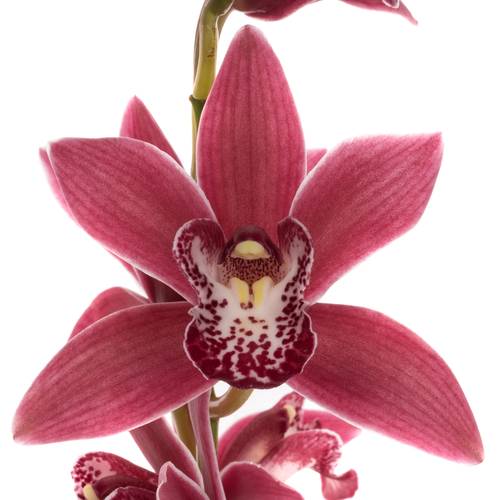 Mini Cymbidium rosa Christmas 50cm 10+Blüte