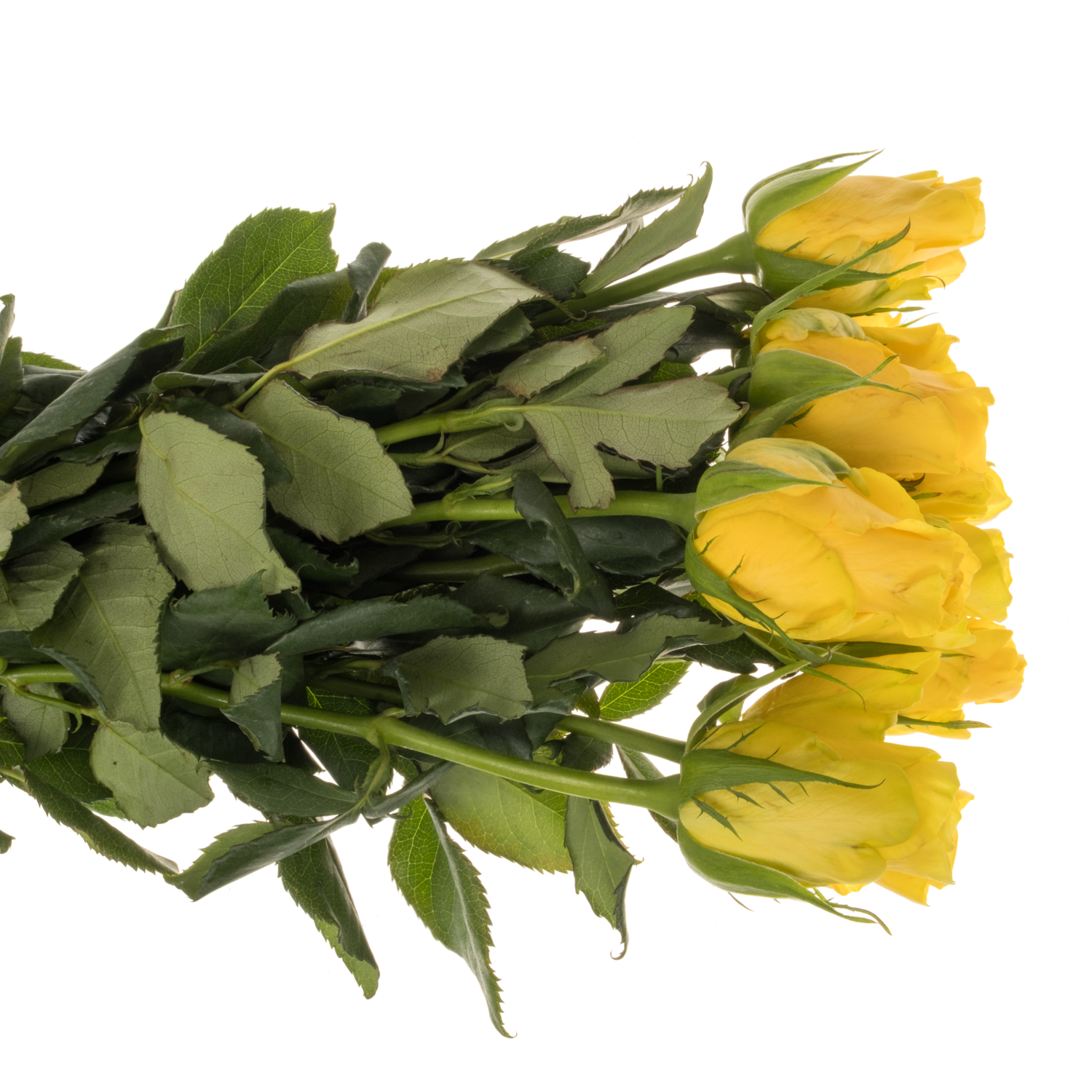 Rose gelb Yelloween 50cm
