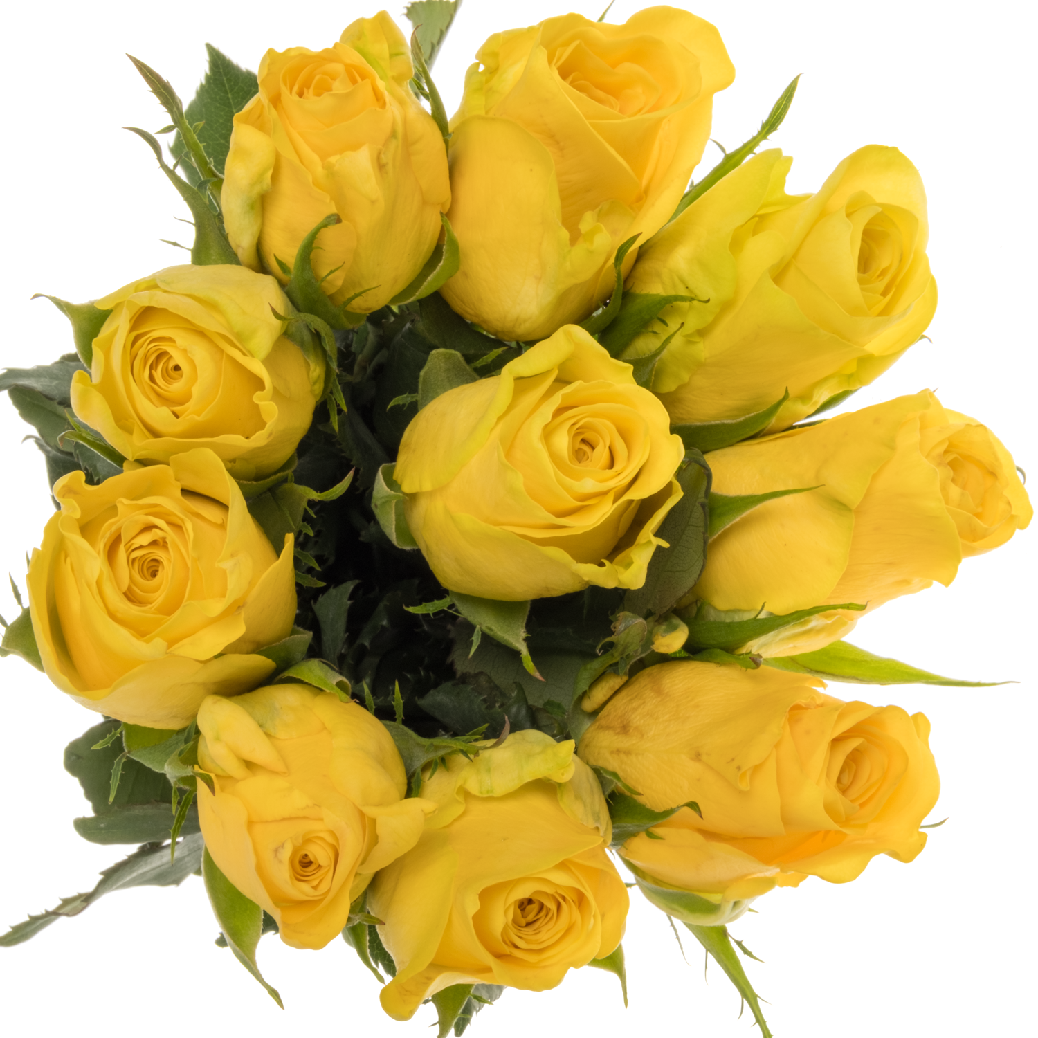 Rose gelb Yelloween 50cm