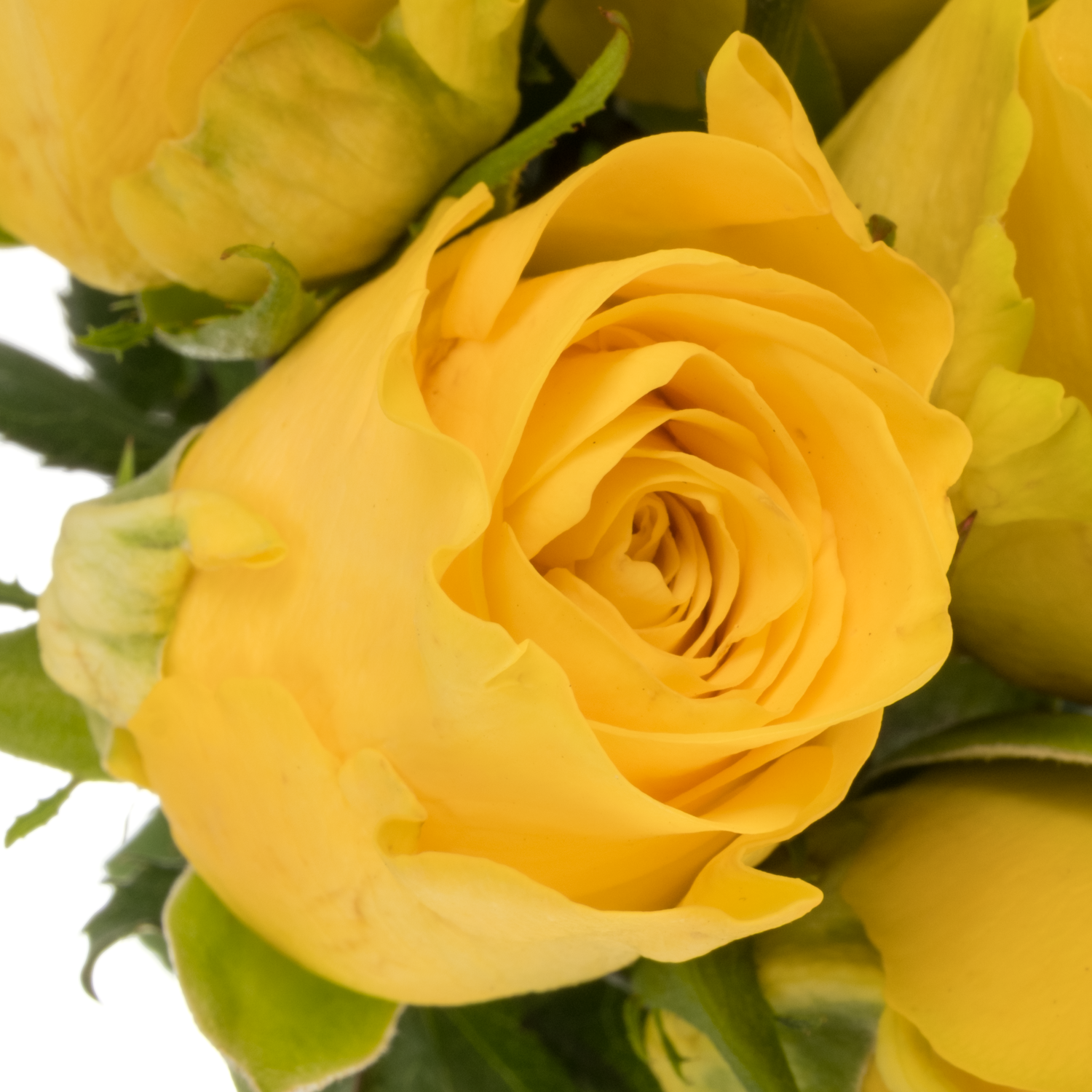 Rose gelb Yelloween 50cm