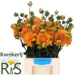 Dahlia dunkel orange Love Of My Life 55cm