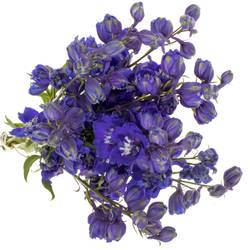 Delphinium blau x 40 100cm