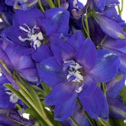 Delphinium blau x 40 12cm