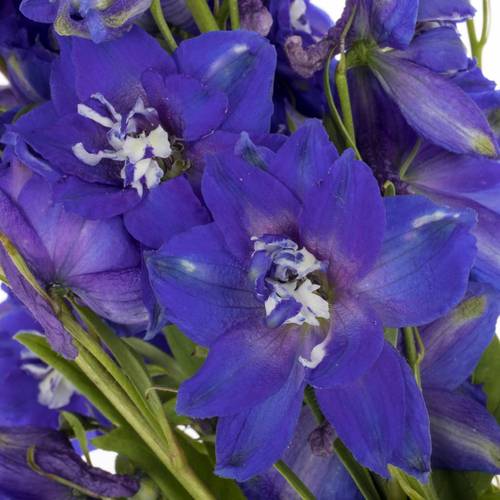 Delphinium blau x 40 12cm