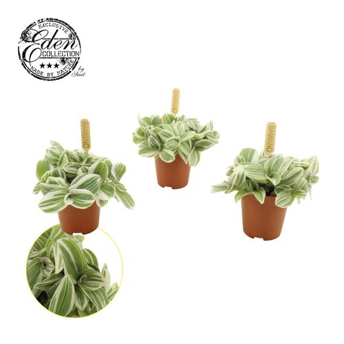 Tradescantia Tenderness T05,5 H20