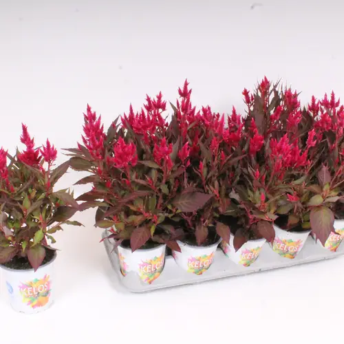 Celosia fuchsia Neon Kelos T12 H35