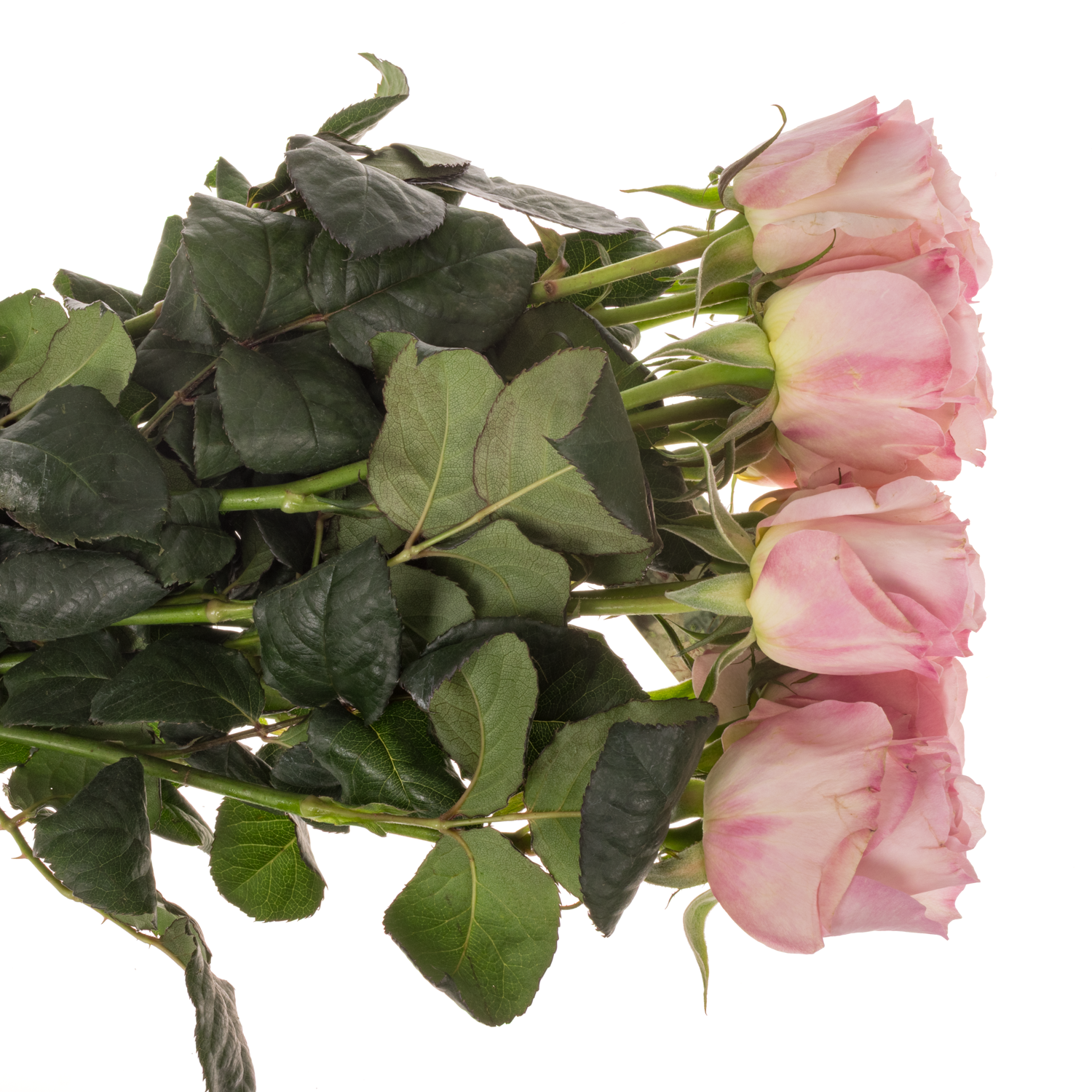 Rose rosa David Austin Keira 50cm duftend