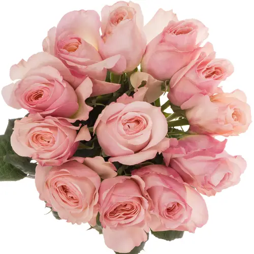 Rose rosa David Austin Keira 50cm duftend