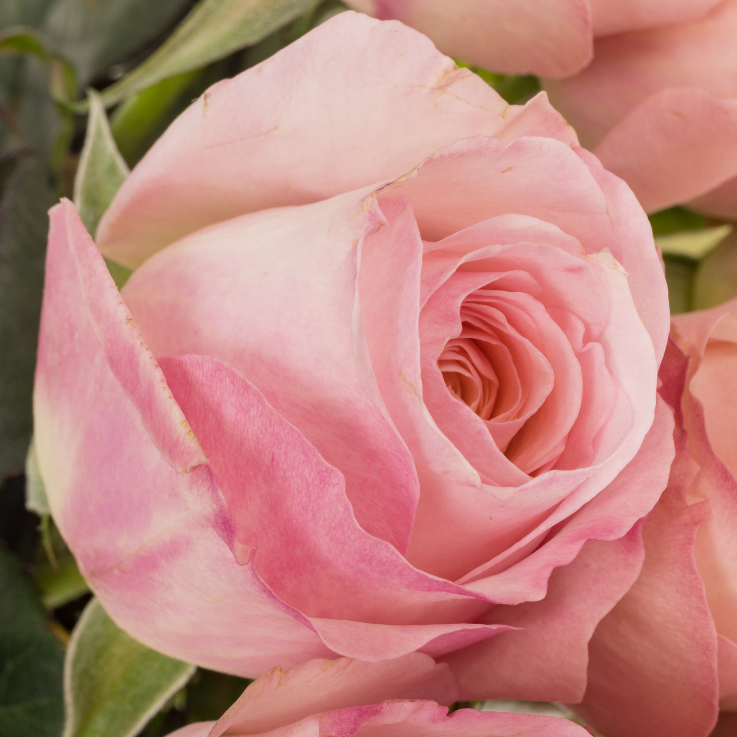 Rose rosa David Austin Keira 50cm duftend