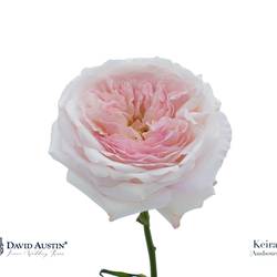 Rose rosa David Austin Keira 50cm duftend