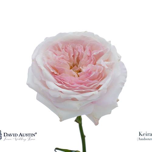 Rose rosa David Austin Keira 50cm duftend