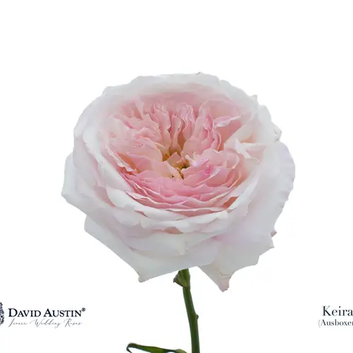 Rose rosa David Austin Keira 50cm duftend