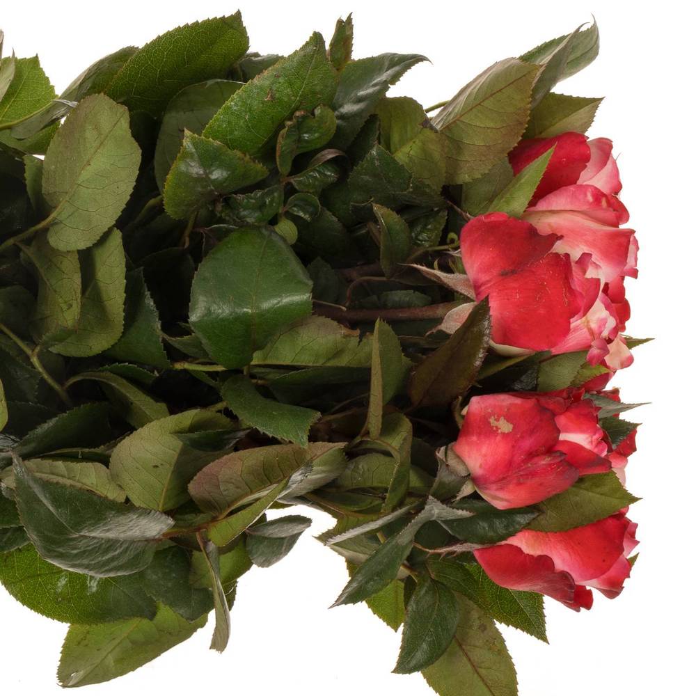 Rosa rosa Freiland Nostalgie 40cm