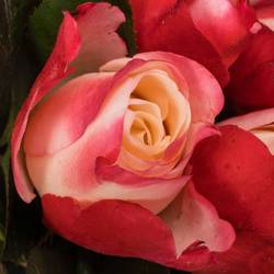 Rosa rosa Freiland Nostalgie 40cm