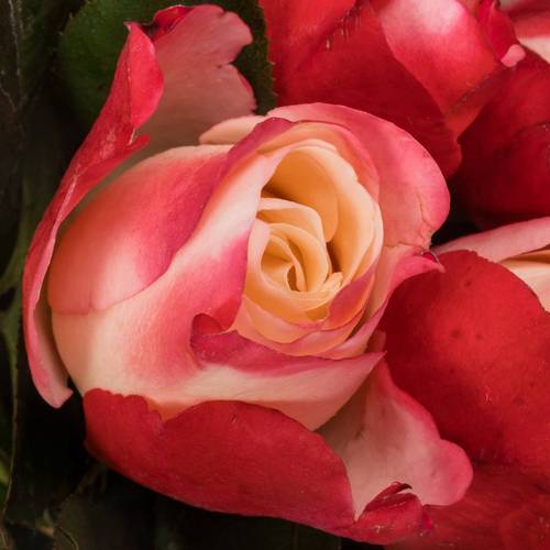 Rosa rosa Freiland Nostalgie 40cm