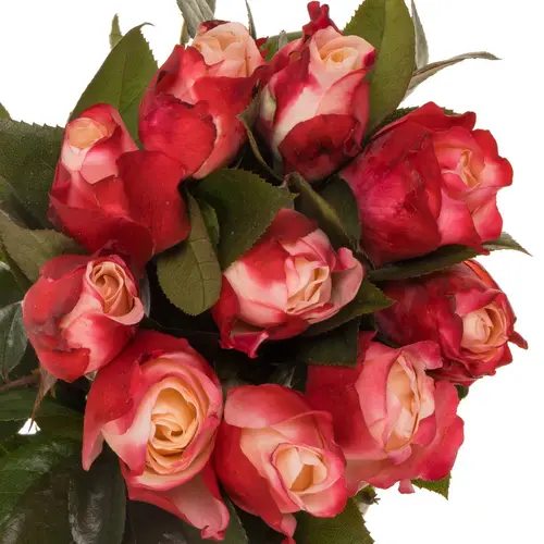 Rosa rosa Freiland Nostalgie 40cm