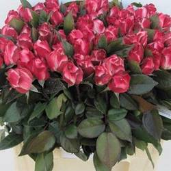 Rosa rosa Freiland Nostalgie 40cm