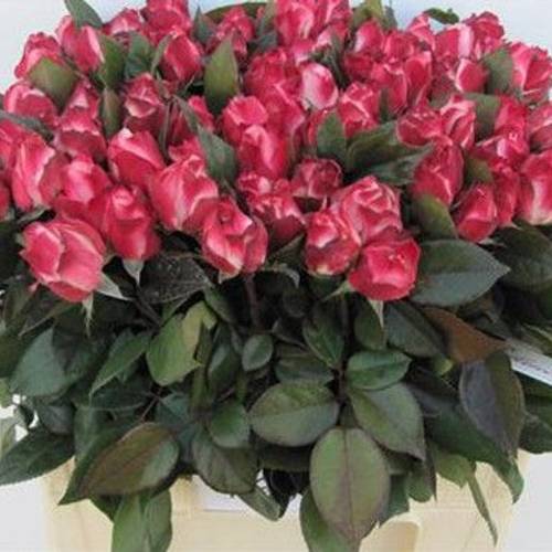 Rosa rosa Freiland Nostalgie 40cm