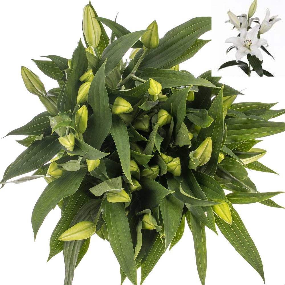 Lilie orientalisch weiss Pathos 5+Blüte 80cm