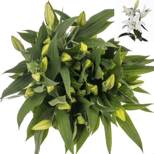 Lilie orientalisch weiss Pathos 5+Blüte 80cm