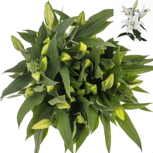 Lilie orientalisch weiss Pathos 5+Blüte 80cm