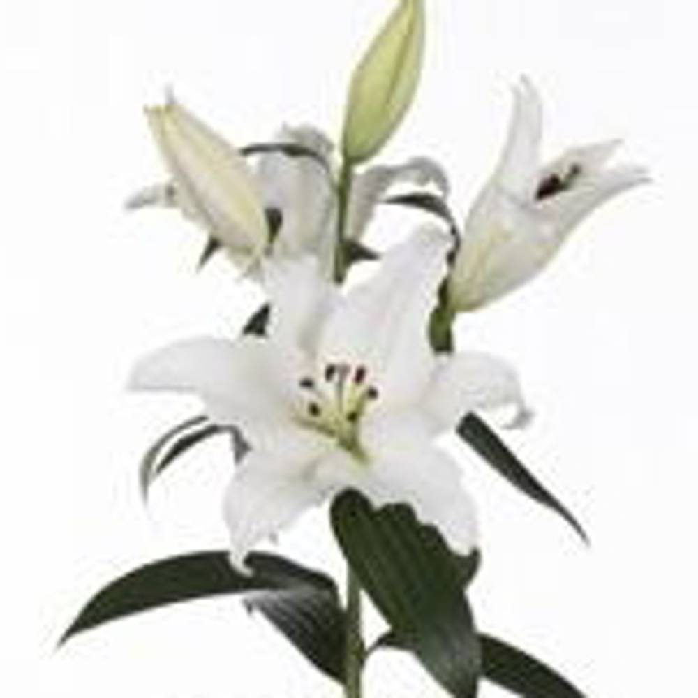 Lilie orientalisch weiss Pathos 5+Blüte 80cm