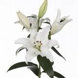 Lilie orientalisch weiss Pathos 5+Blüte 80cm