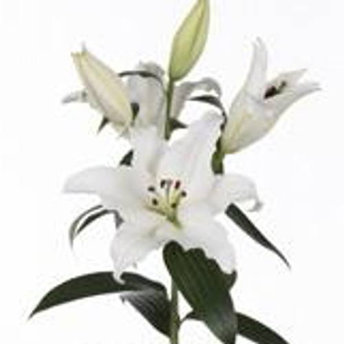 Lilie orientalisch weiss Pathos 5+Blüte 80cm