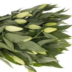 Lilie orientalisch weiss Pathos 5+Blüte 80cm