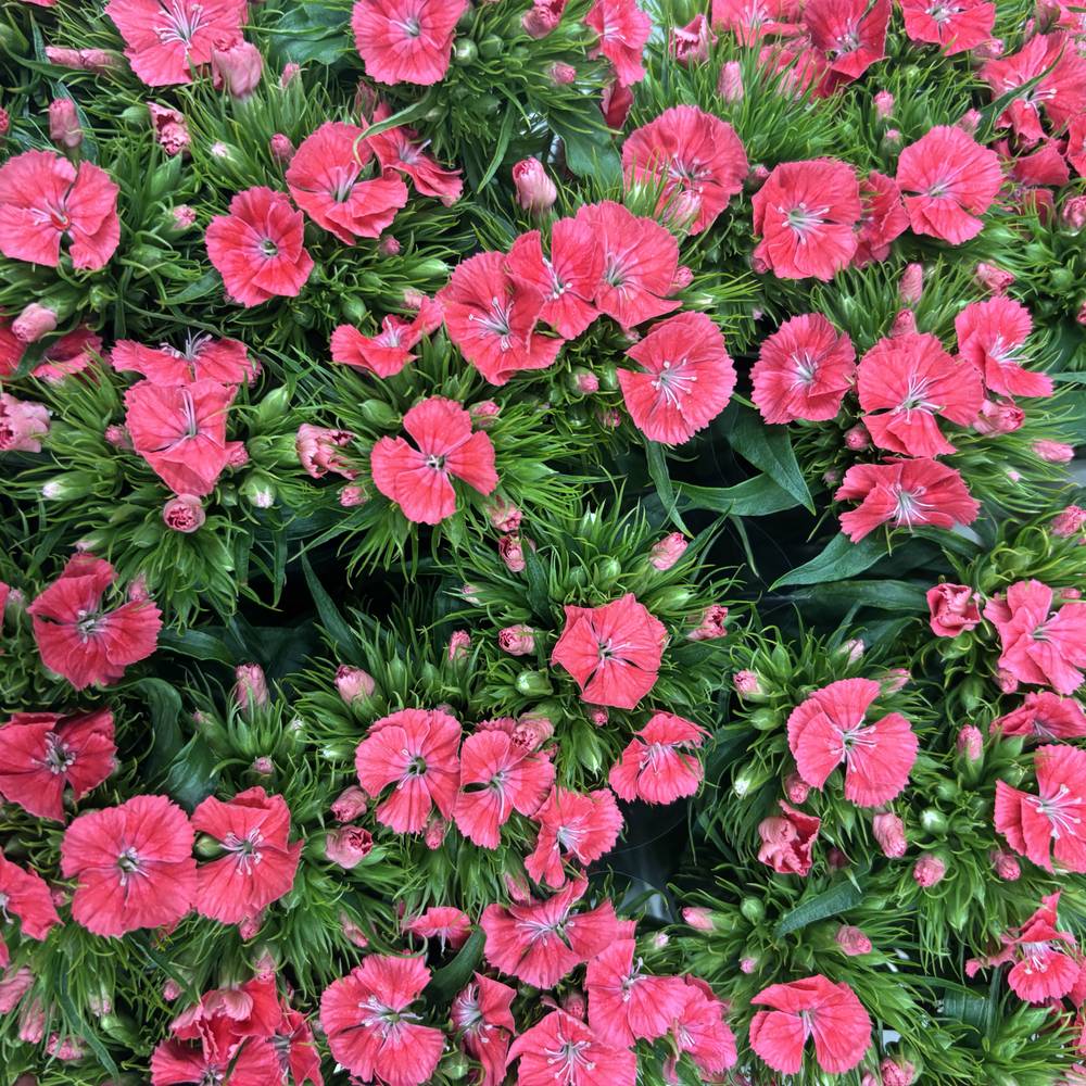 Bartnelke lachs Barbarella Zalmroze 55cm