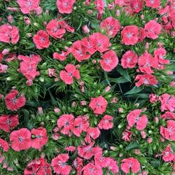 Bartnelke lachs Barbarella Zalmroze 55cm