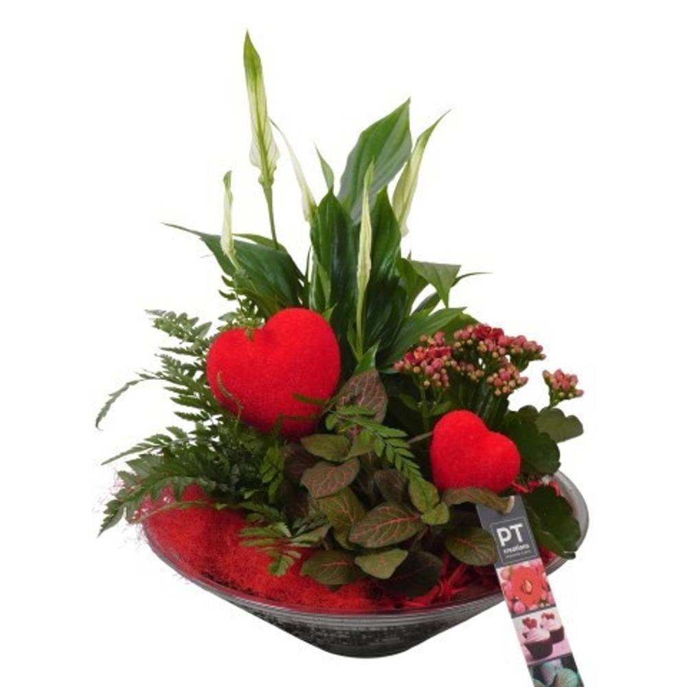 Spath.Arr PTVMG4975 T26 H036