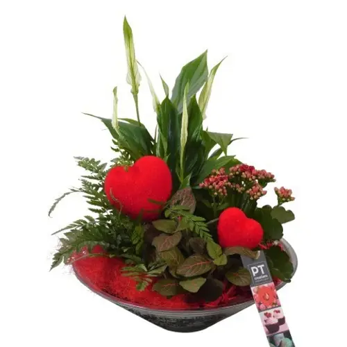 Spath.Arr PTVMG4975 T26 H036